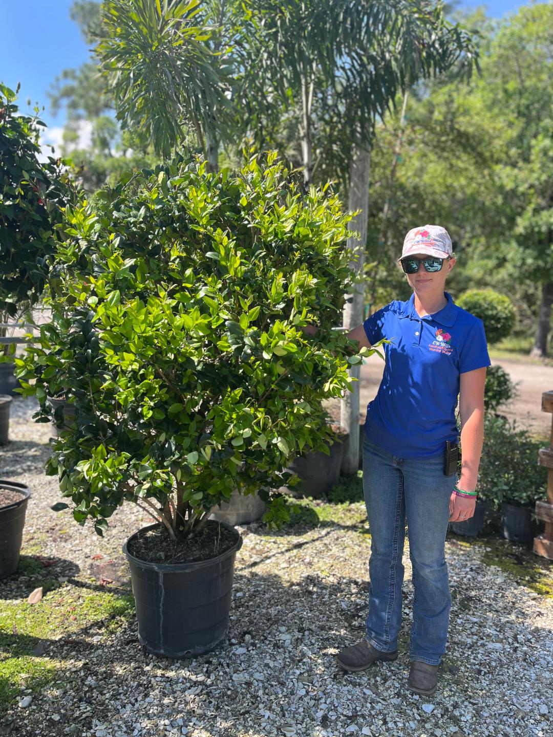 LIGUSTRUM-15G (TALL AND FULL) "FLASH SALE"