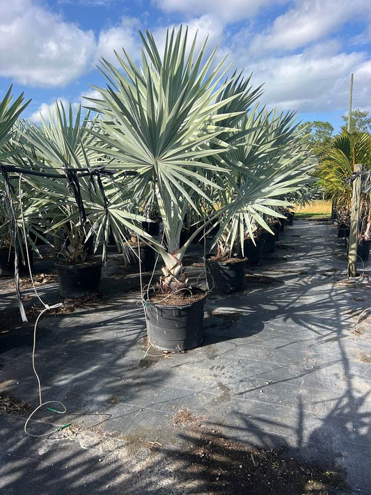 Bismark Palm-25gallon CUSTOMER APPRECIATION SALE