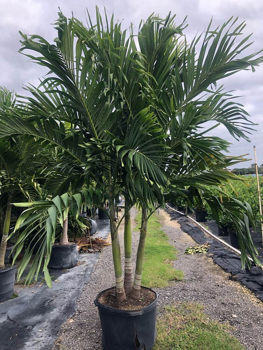 Triple Christmas Palm-25gallon CUSTOMER APPRECIATION SALE