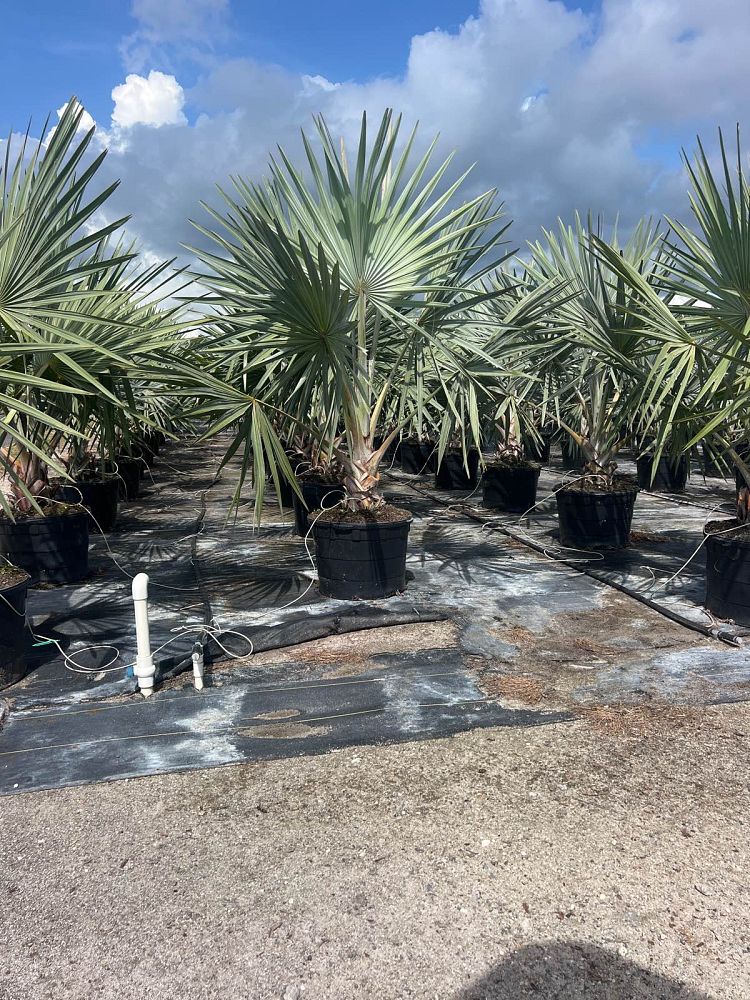 Bismark Palm- 30gallon AUGUST INSTALLATIOIN SPECIAL