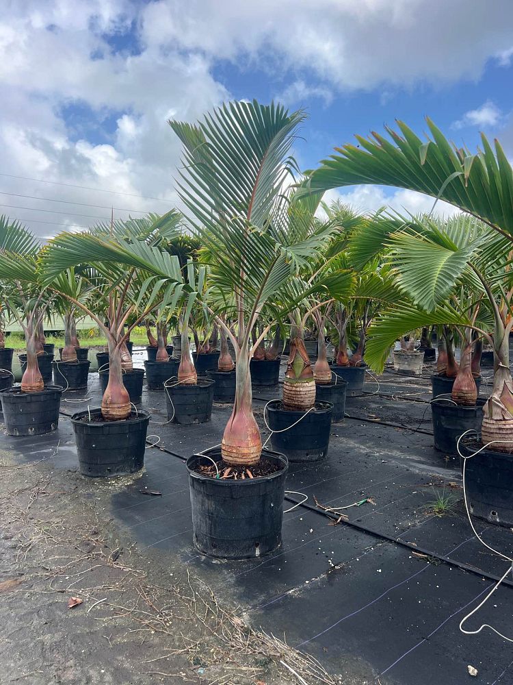 Bottle Palm-25gallon