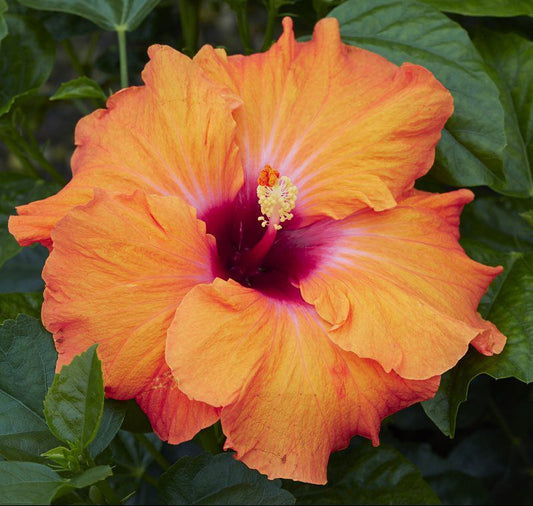 Disco Diva "Hollywood Series" Hibiscus-3Gallon CUSTOMER APPRECIATION SALE