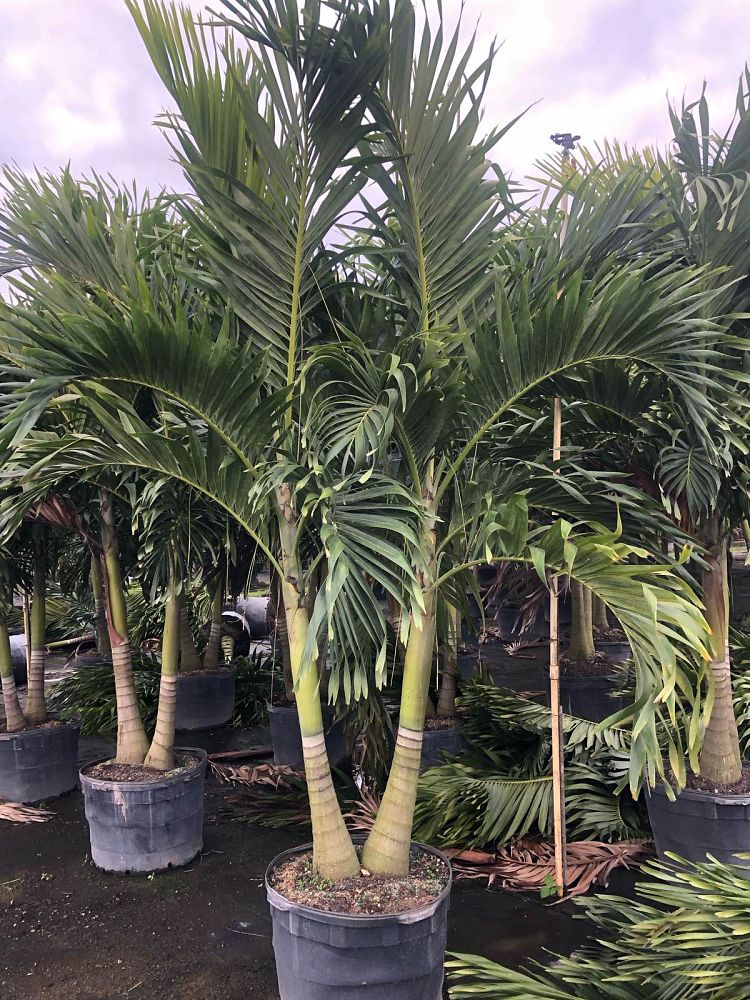 Double Christmas Palm-25gallon LABOR DAY SALE