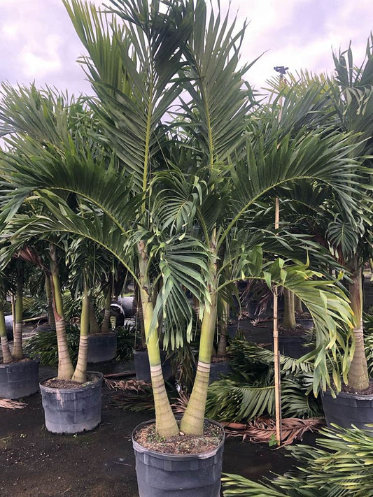 Double Christmas Palm-25gallon CUSTOMER APPRECIATION SALE