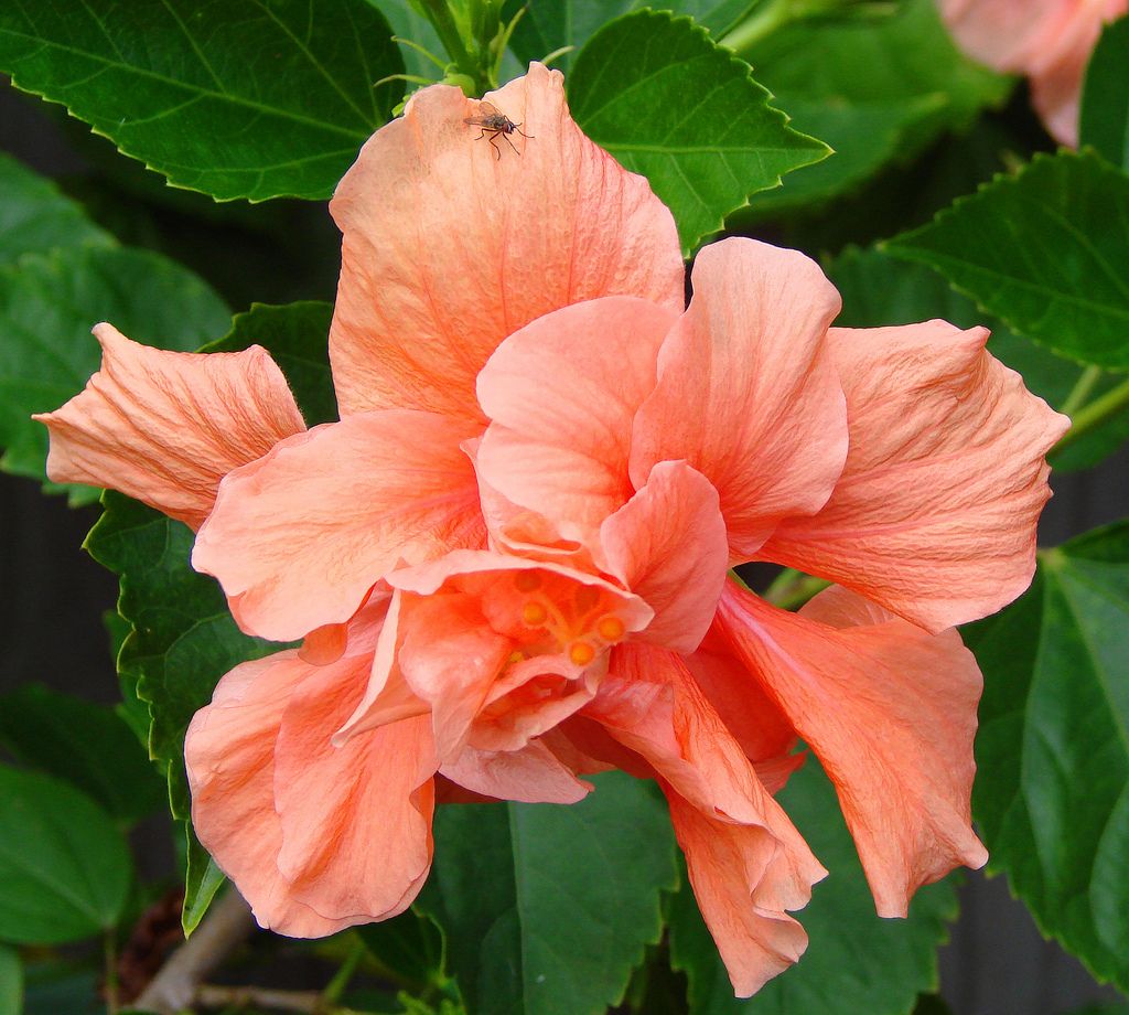 Hibiscus Tree-15gallon CUSTOMER APPRECIATION SALE