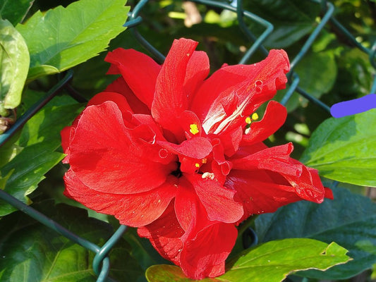 Hibiscus Tree-15gallon CUSTOMER APPRECIATION SALE