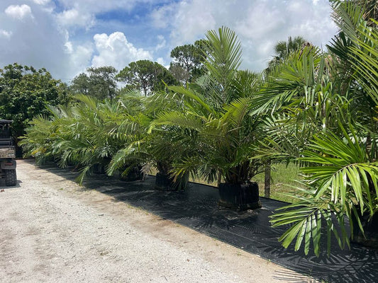 Dwarf Sugar Palm-45gallon CUSTOMER APPRECIATION SALE