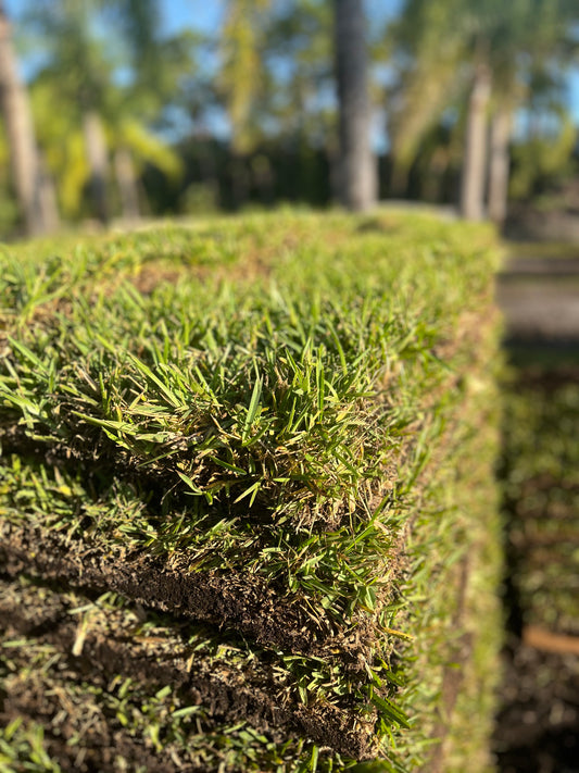 Sod Piece: St. Augustine Sod