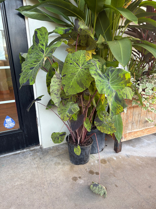 Colocasia "Mojito"- 3gallon