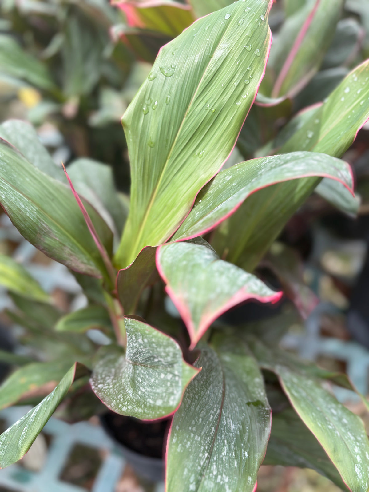 Cordyline: Bolero- 3gallon
