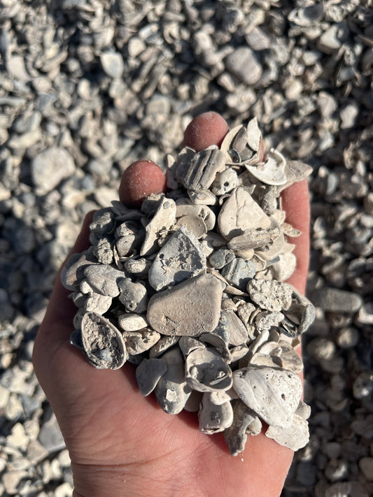 Bulk: Shell Hash yd.