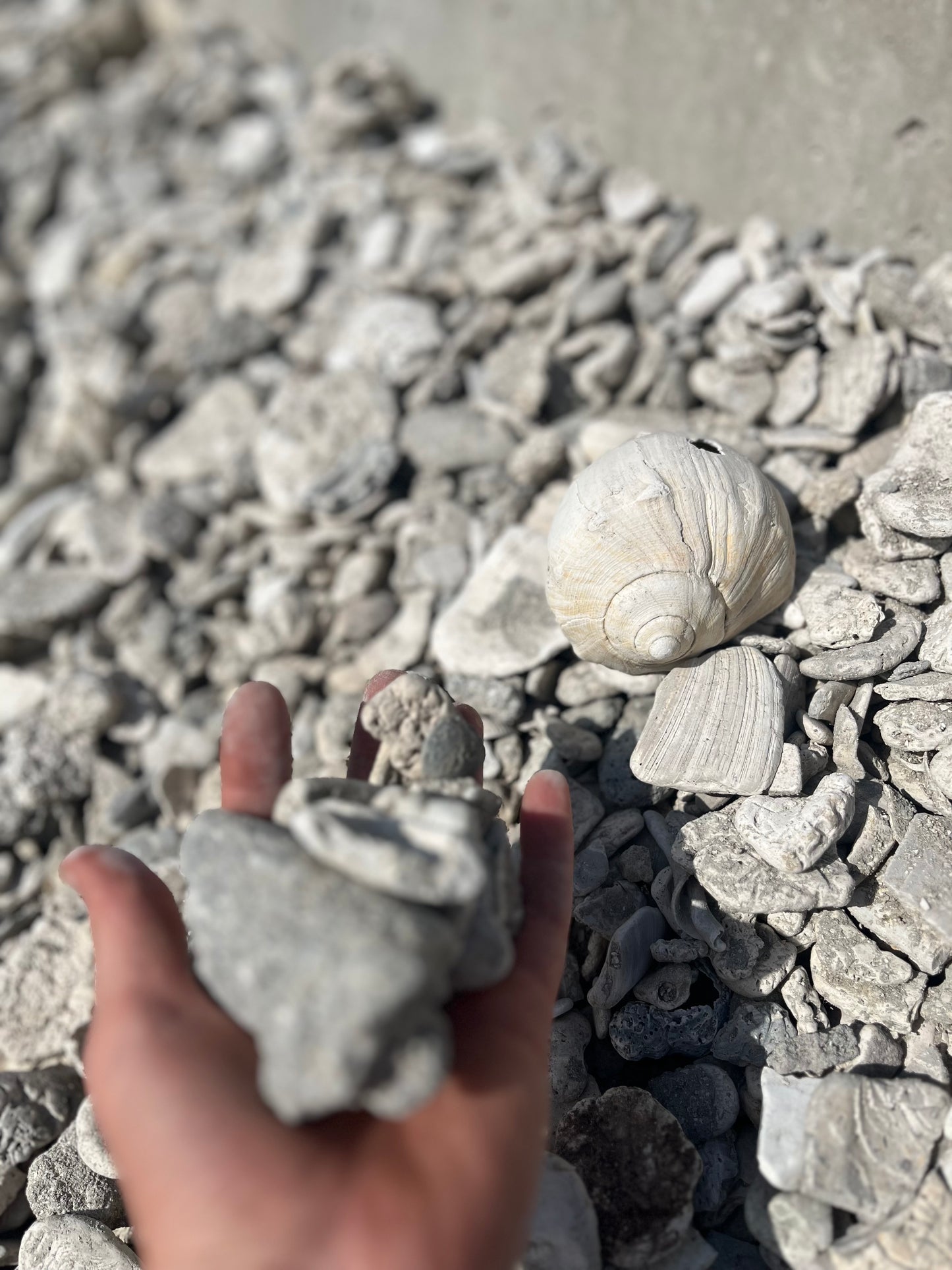 Bulk: Shellrock yd.