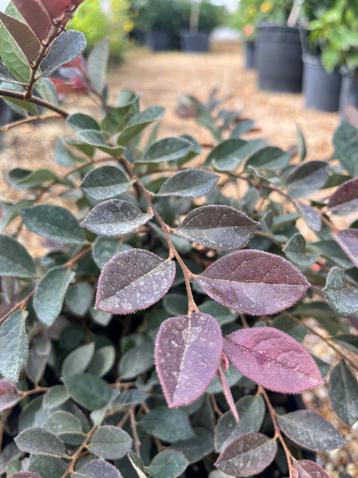 Ruby Loropetulum-3gallon CUSTOMER APPRECIATION SALE