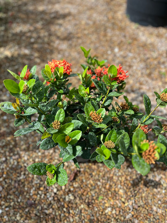 Red Maui Ixora-3gallon CUSTOMER APPRECIATION SALE