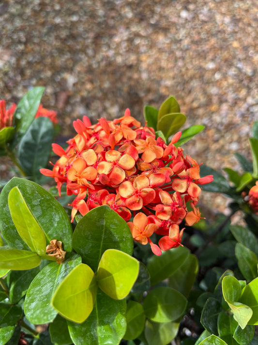 Red Maui Ixora-3gallon CUSTOMER APPRECIATION SALE