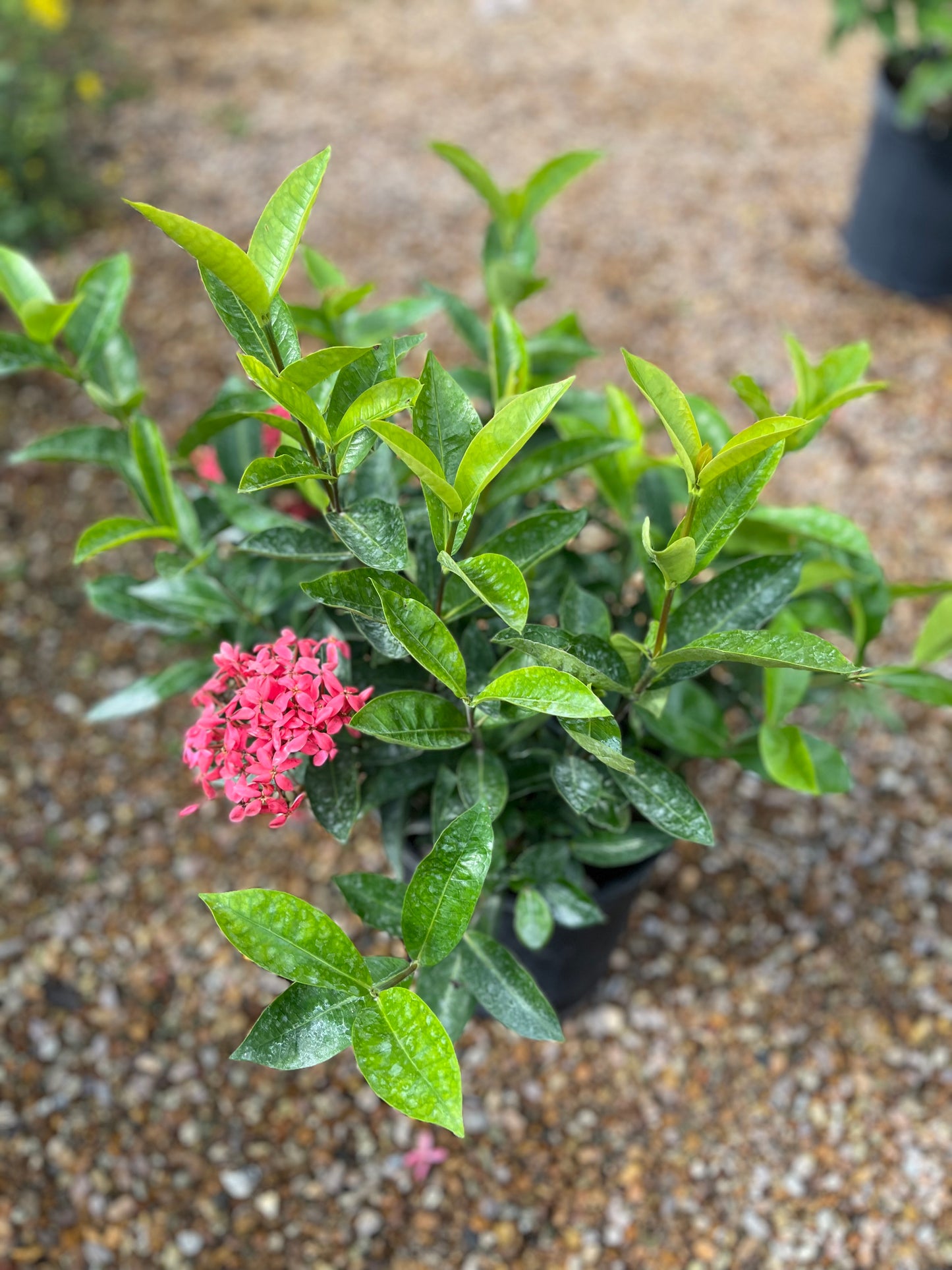 Nora Grant Ixora-3gallon
