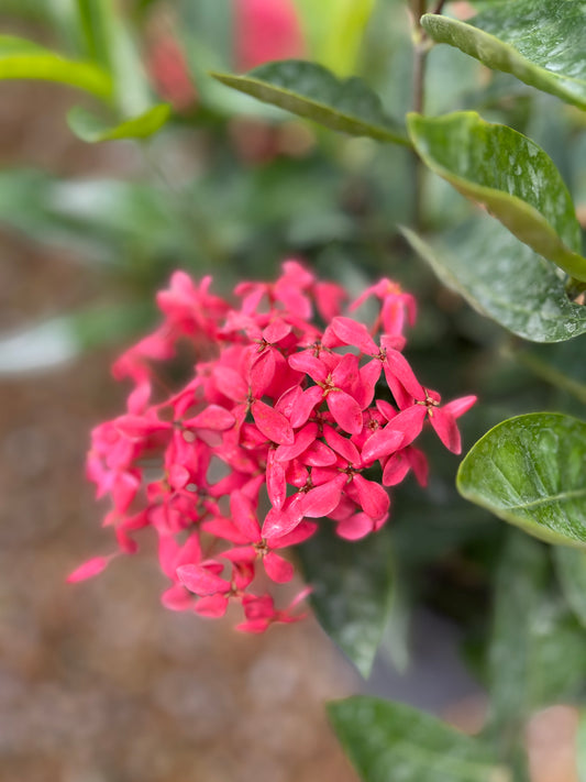 Nora Grant Ixora-3gallon CUSTOMER APPRECIATION SALE