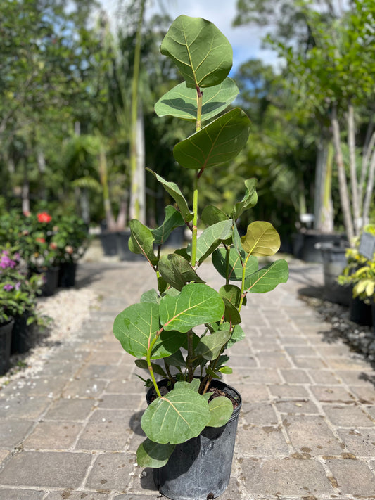 Seagrape-3gallon CUSTOMER APPRECIATION SALE