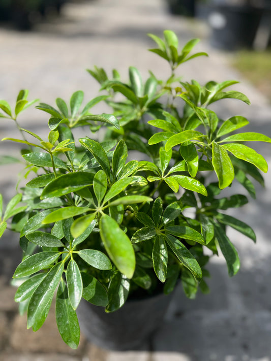 Arboricola Green: 3gallon