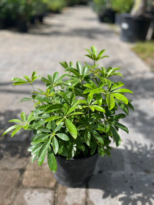 Arboricola Green: 3gallon