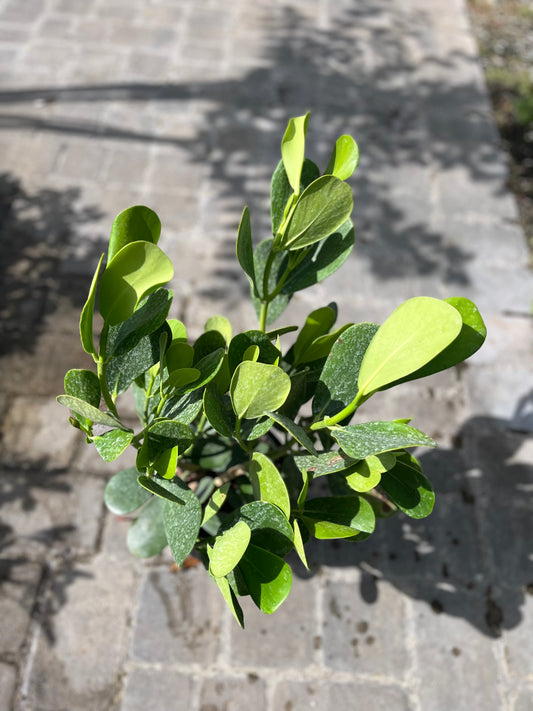 Clusia- 3gallon CUSTOMER APPRECIATION SALE