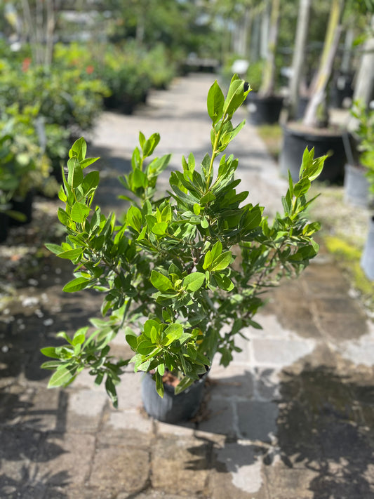 Green Buttonwood-3gallon CUSTOMER APPRECIATION SALE