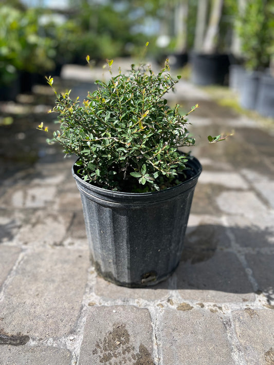 Ilex Shilling-3gallon CUSTOMER APPRECIATION SALE
