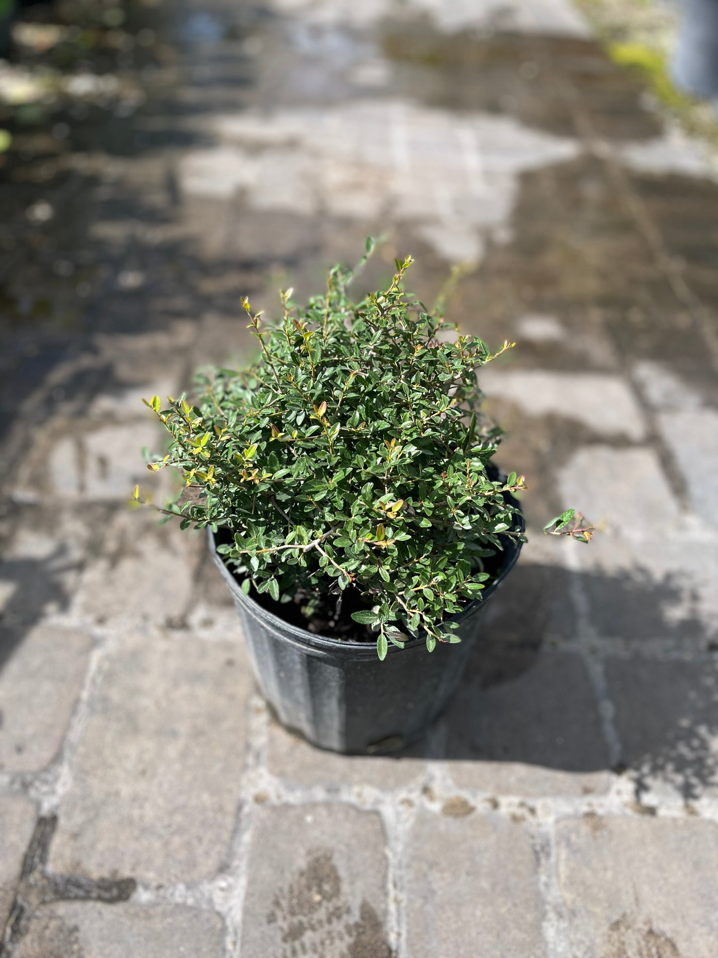 Ilex Shilling-3gallon LABOR DAY SALE