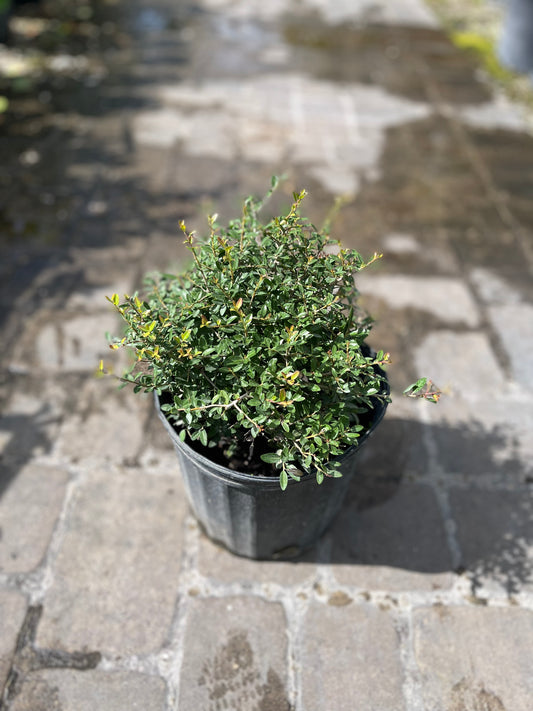 Ilex Shilling-3gallon CUSTOMER APPRECIATION SALE