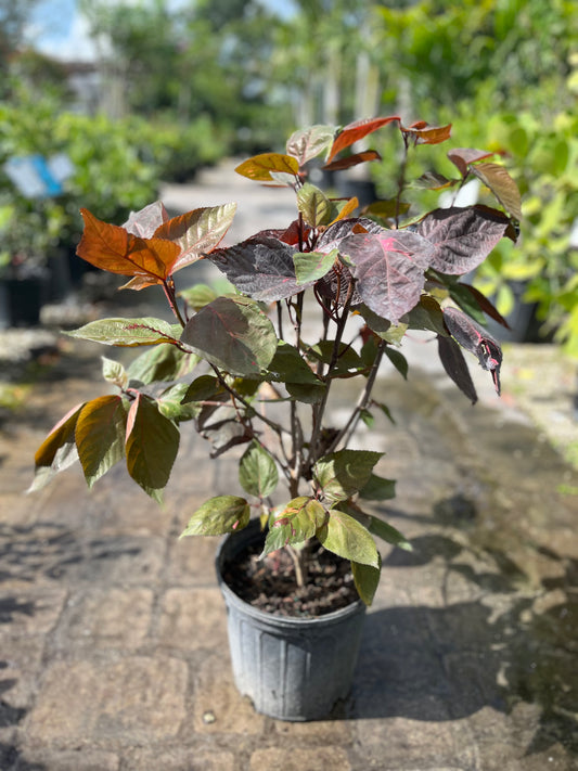 Copperleaf Red-3gallon CUSTOMER APPRECIATION SALE