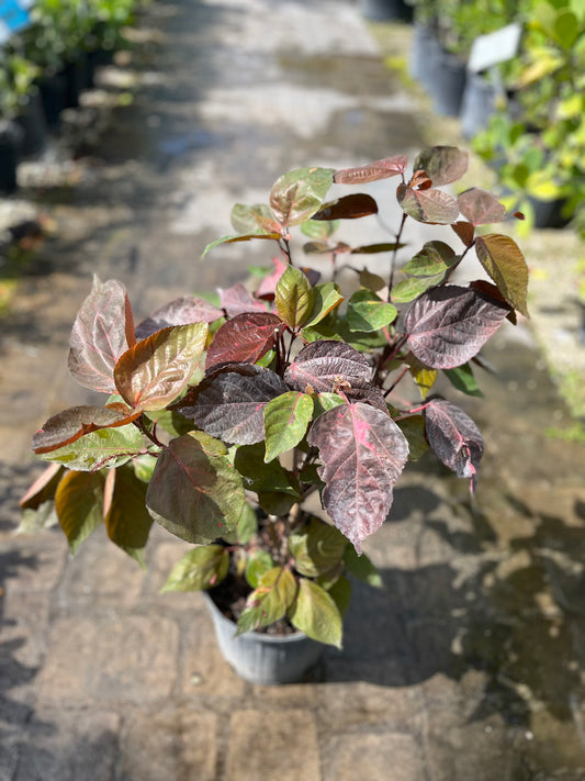 Copperleaf Red-3gallon CUSTOMER APPRECIATION SALE