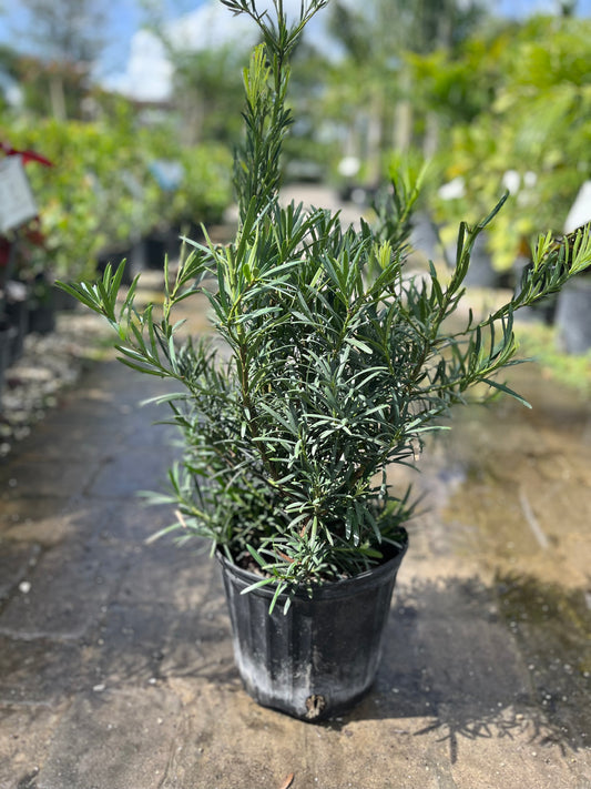 Podocarpus-3gallon CUSTOMER APPRECIATION SALE