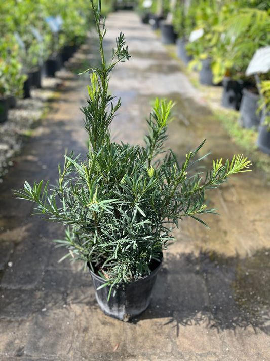 Podocarpus-3gallon CUSTOMER APPRECIATION SALE