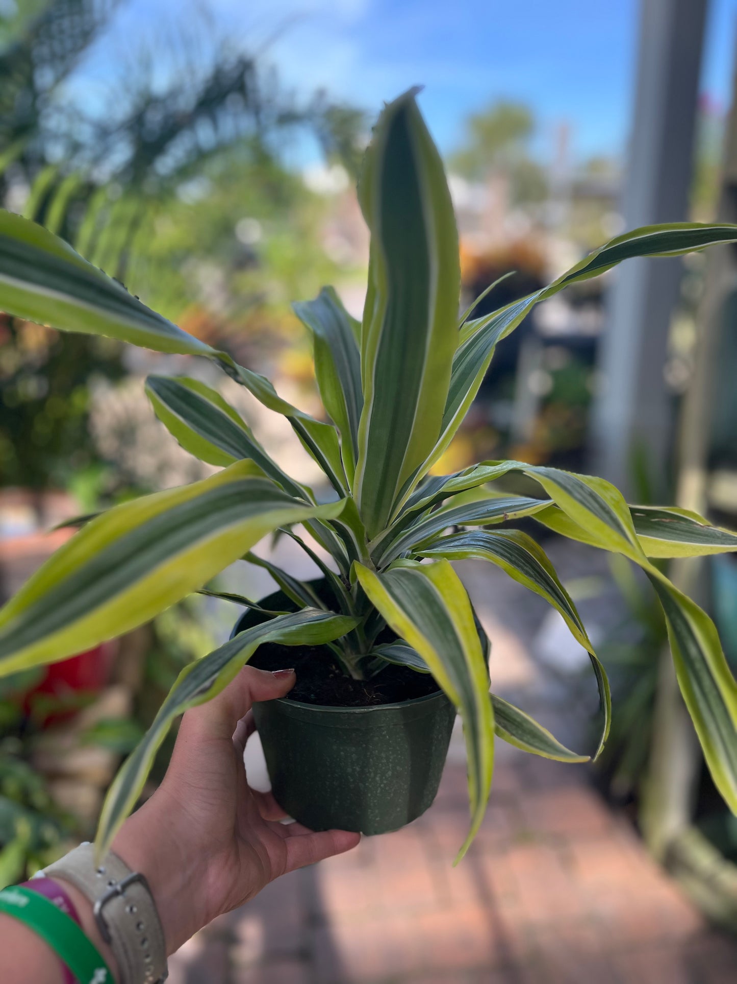 Lemon Lime Dracaena-6in