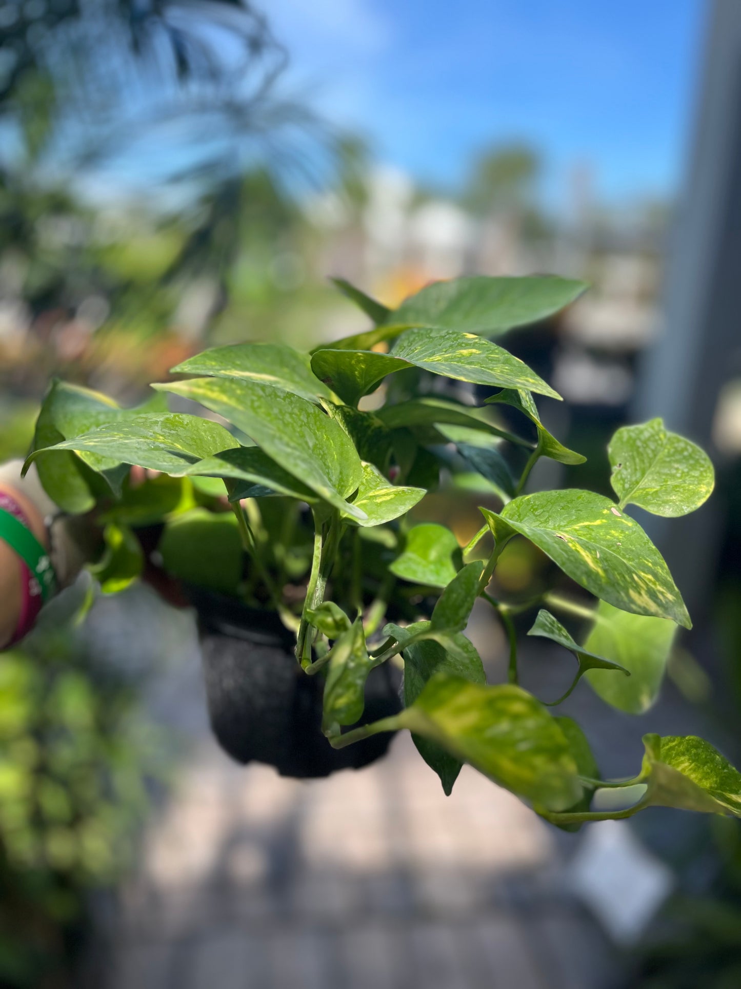 Golden Pothos-6in