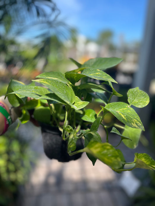Golden Pothos-6in CUSTOMER APPRECIATION SALE