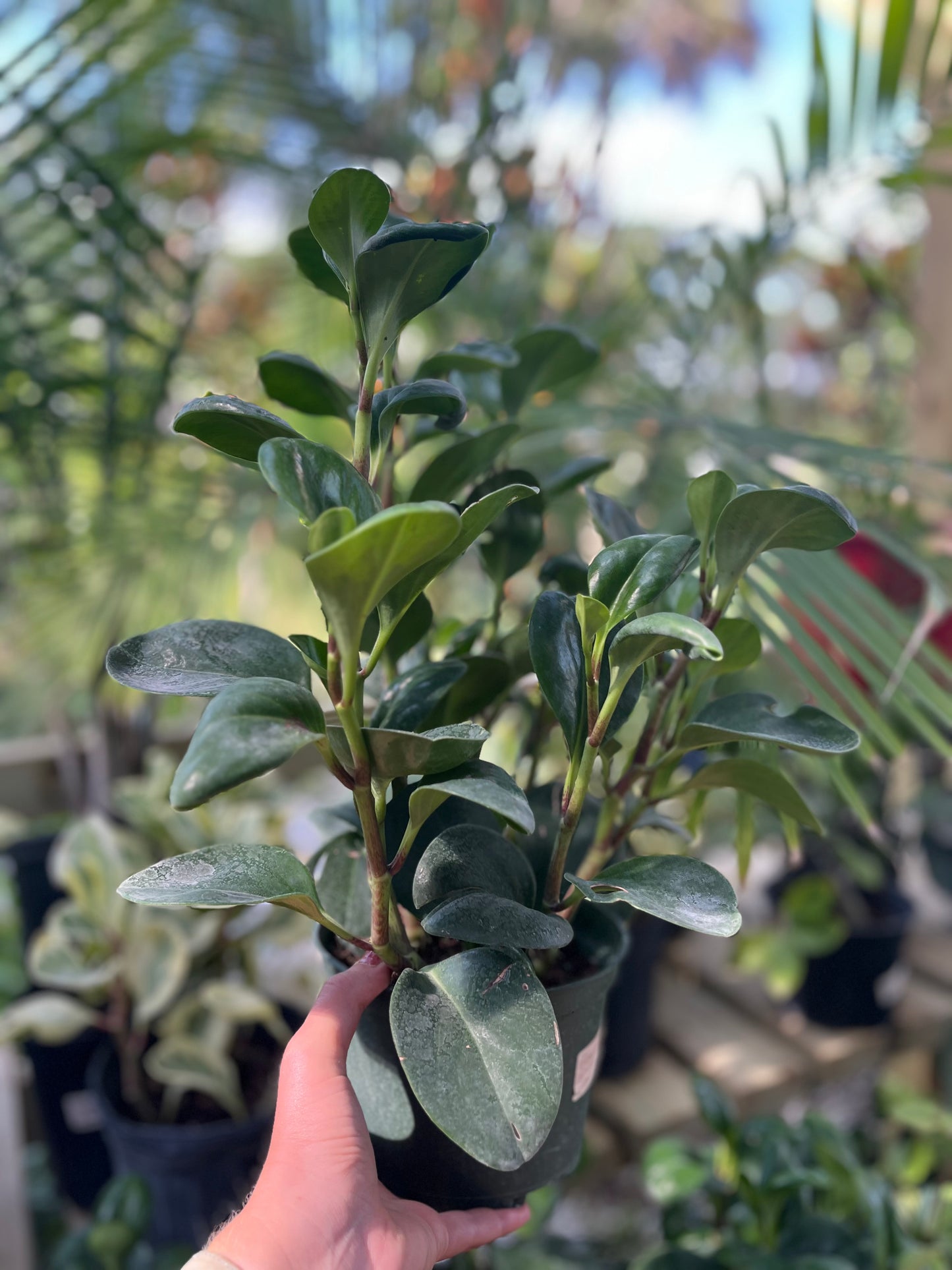 Green Pepperomia-6IN