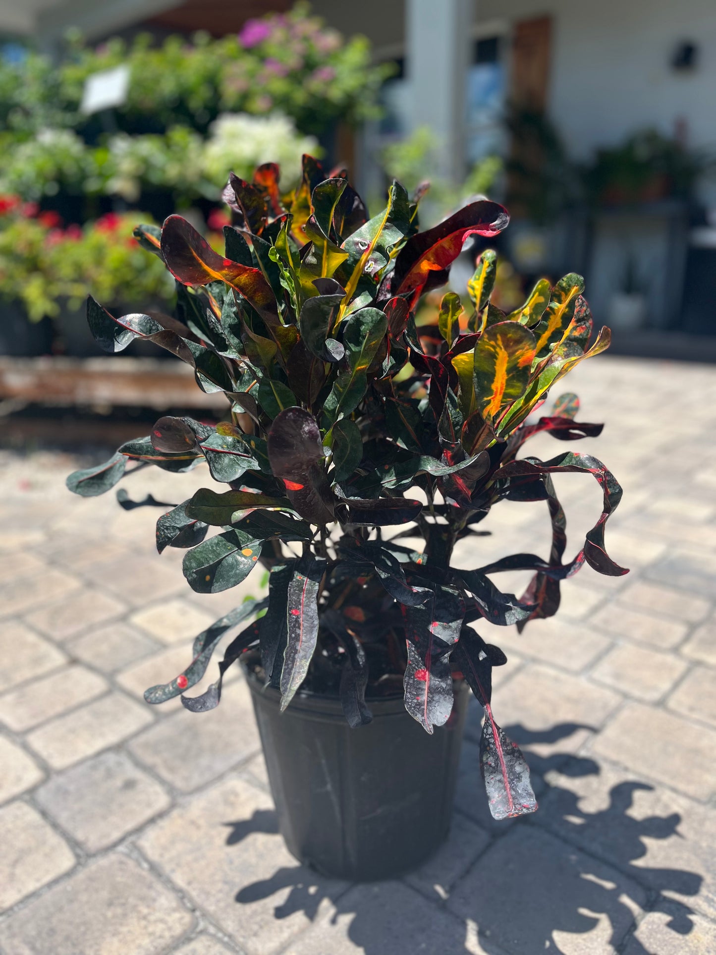 Mammy Croton: 3Gallon