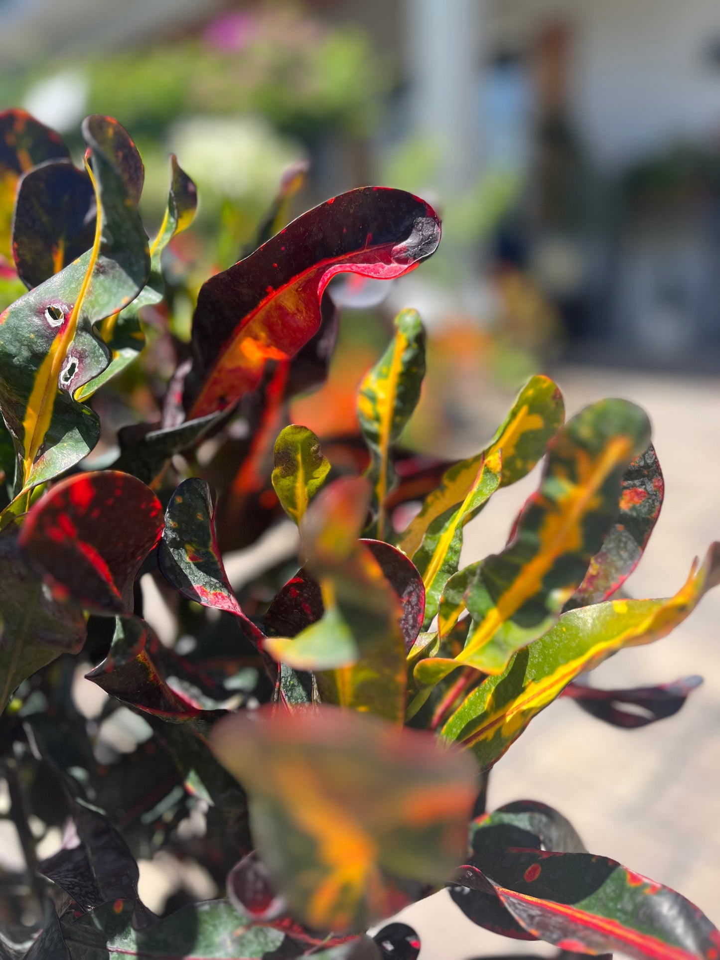 Mammy Croton: 3Gallon