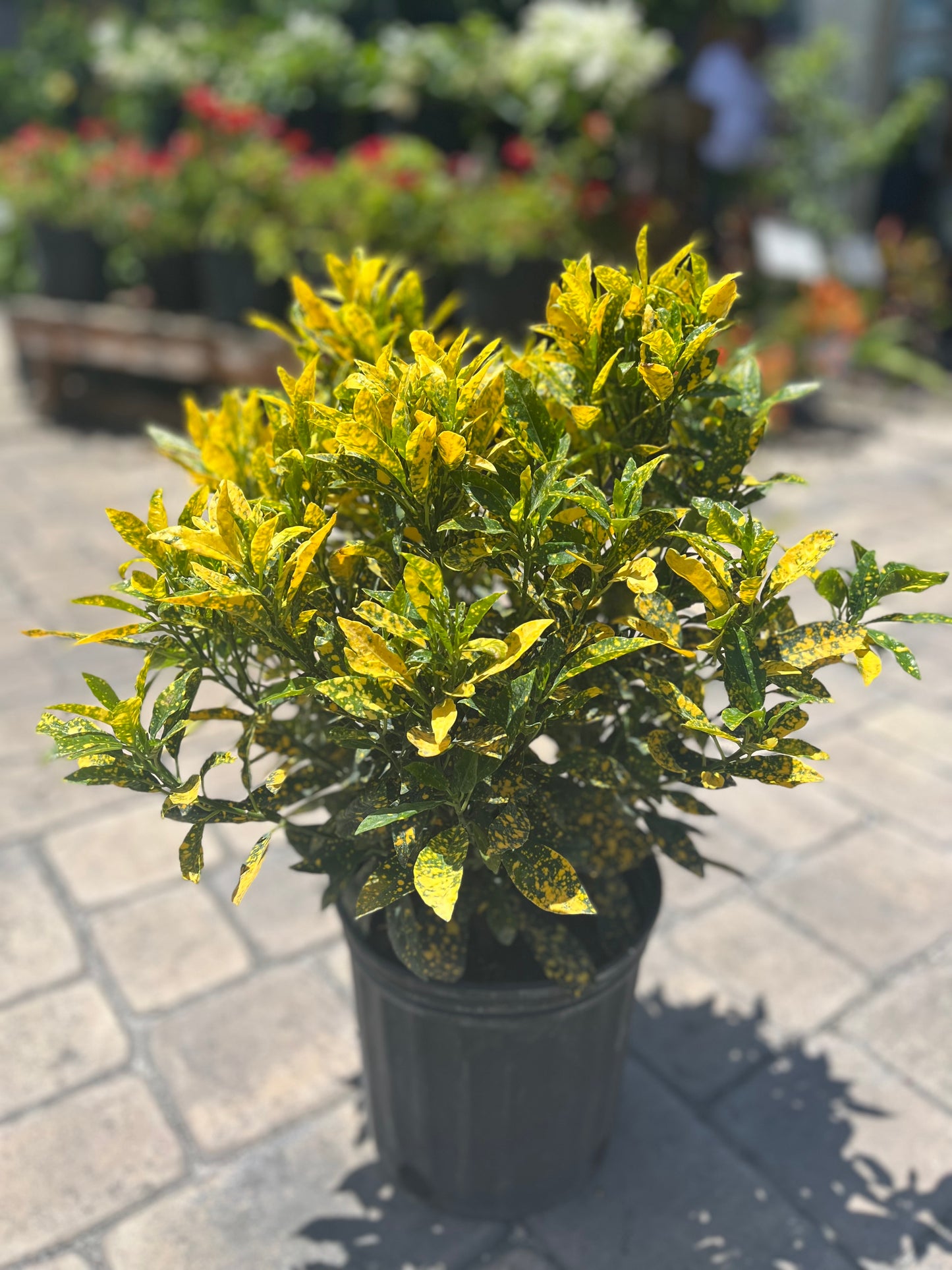 Gold Dust Croton: 3gallon CUSTOMER APPRECIATION SALE