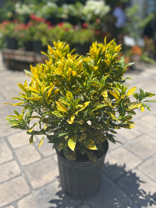 Gold Dust Croton: 3gallon CUSTOMER APPRECIATION SALE