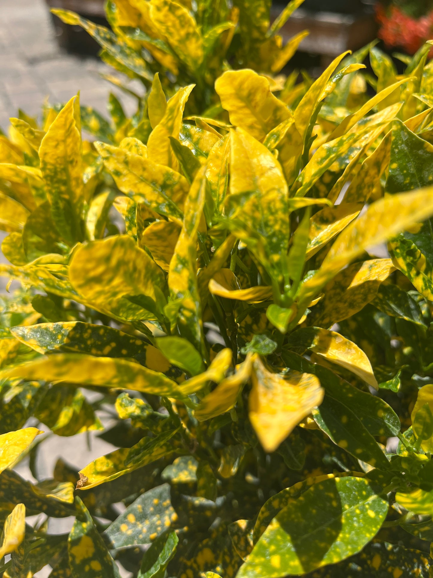 Gold Dust Croton: 3gallon CUSTOMER APPRECIATION SALE