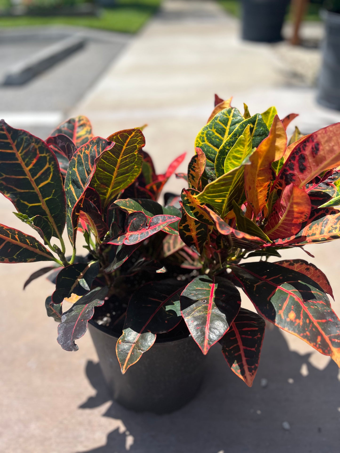 Petra Croton: 3gallon
