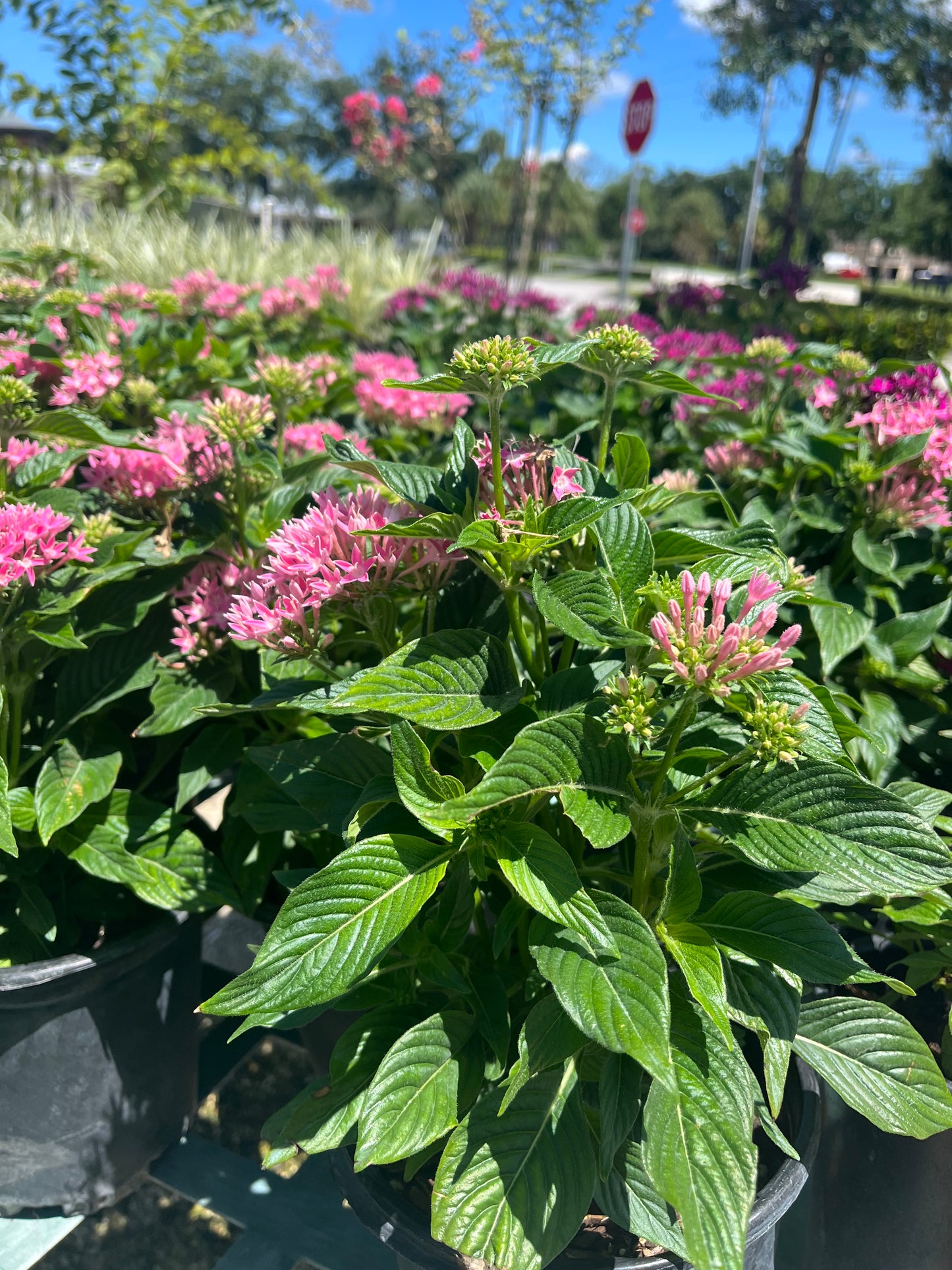 Pink Penta-1Gallon CUSTOMER APPRECIATION SALE