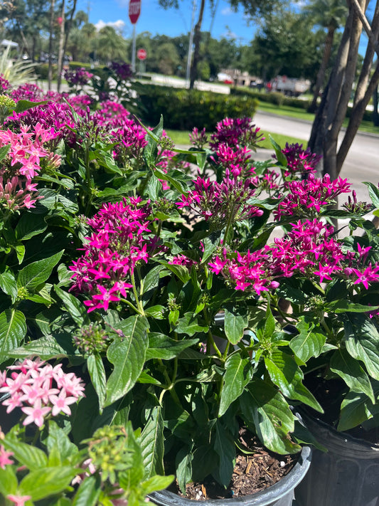 Violet Penta 1gallon: CUSTOMER APPRECIATION SALE