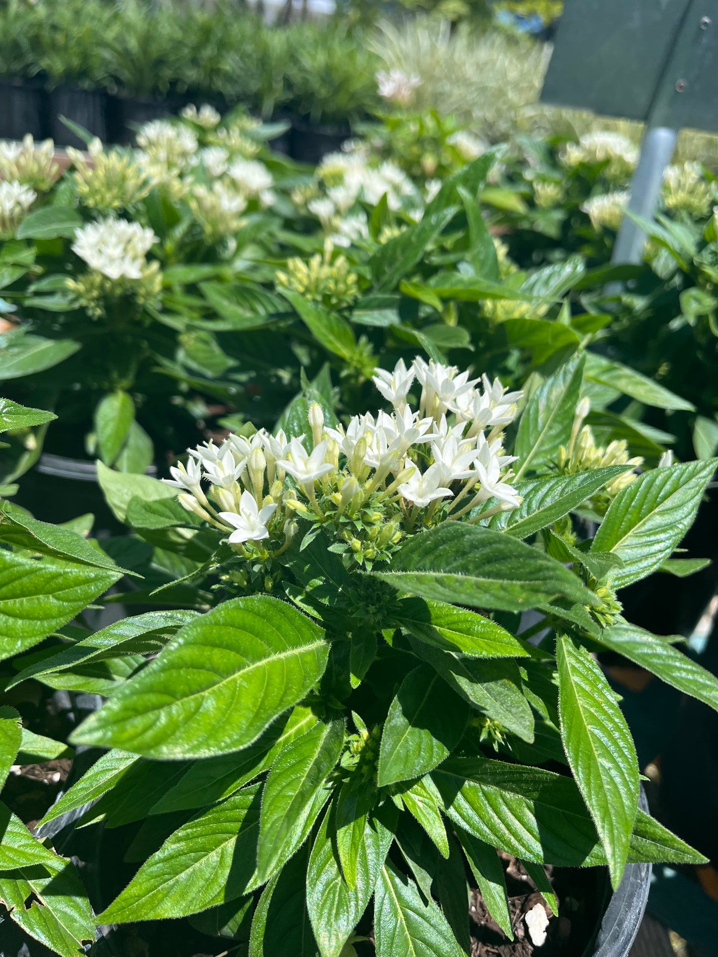 White Penta-1G CUSTOMER APPRECIATION SALE