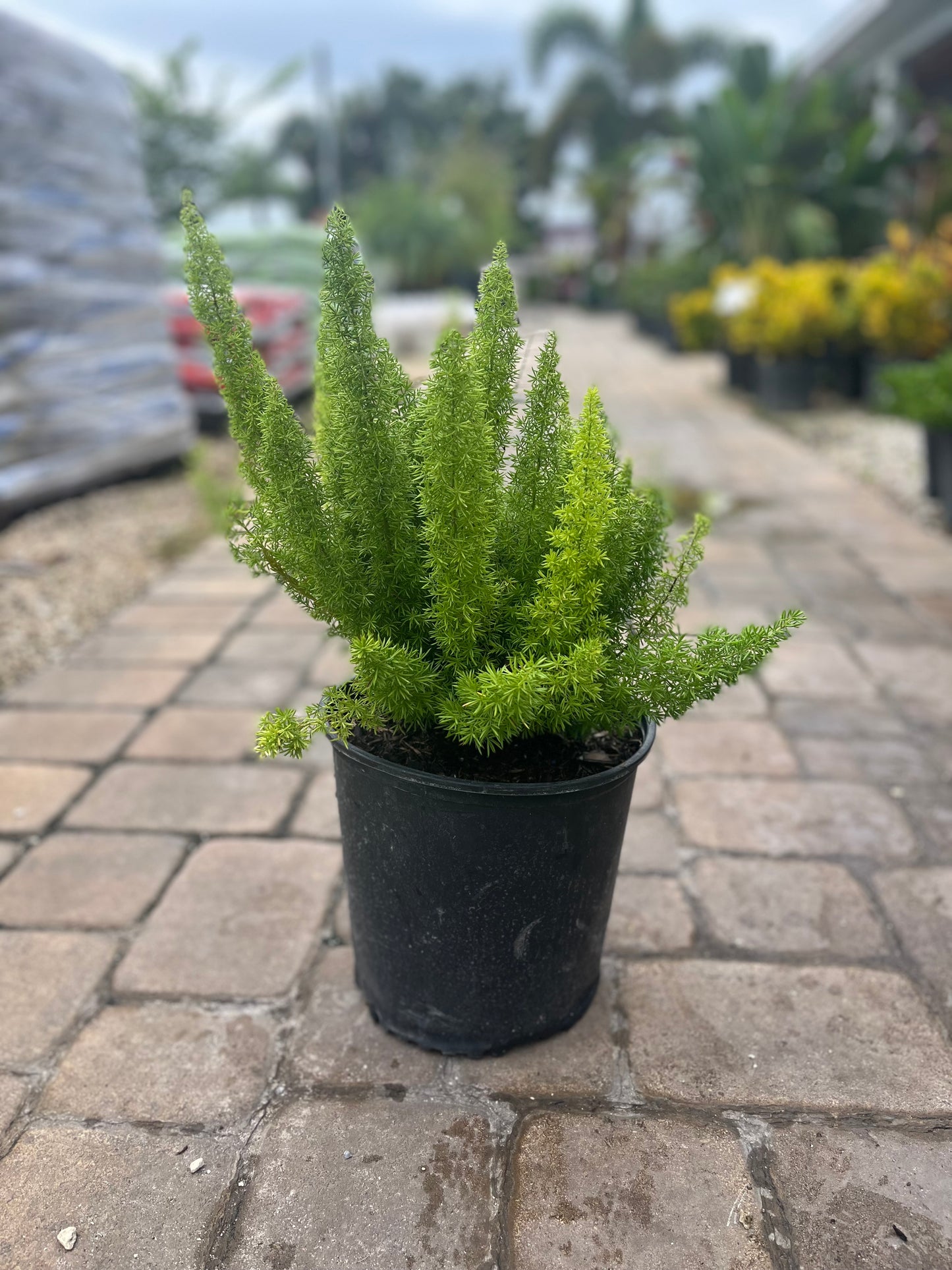 Foxtail Fern-3gallon CUSTOMER APPRECIATION SALE