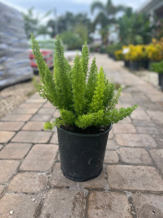 Foxtail Fern-3gallon CUSTOMER APPRECIATION SALE