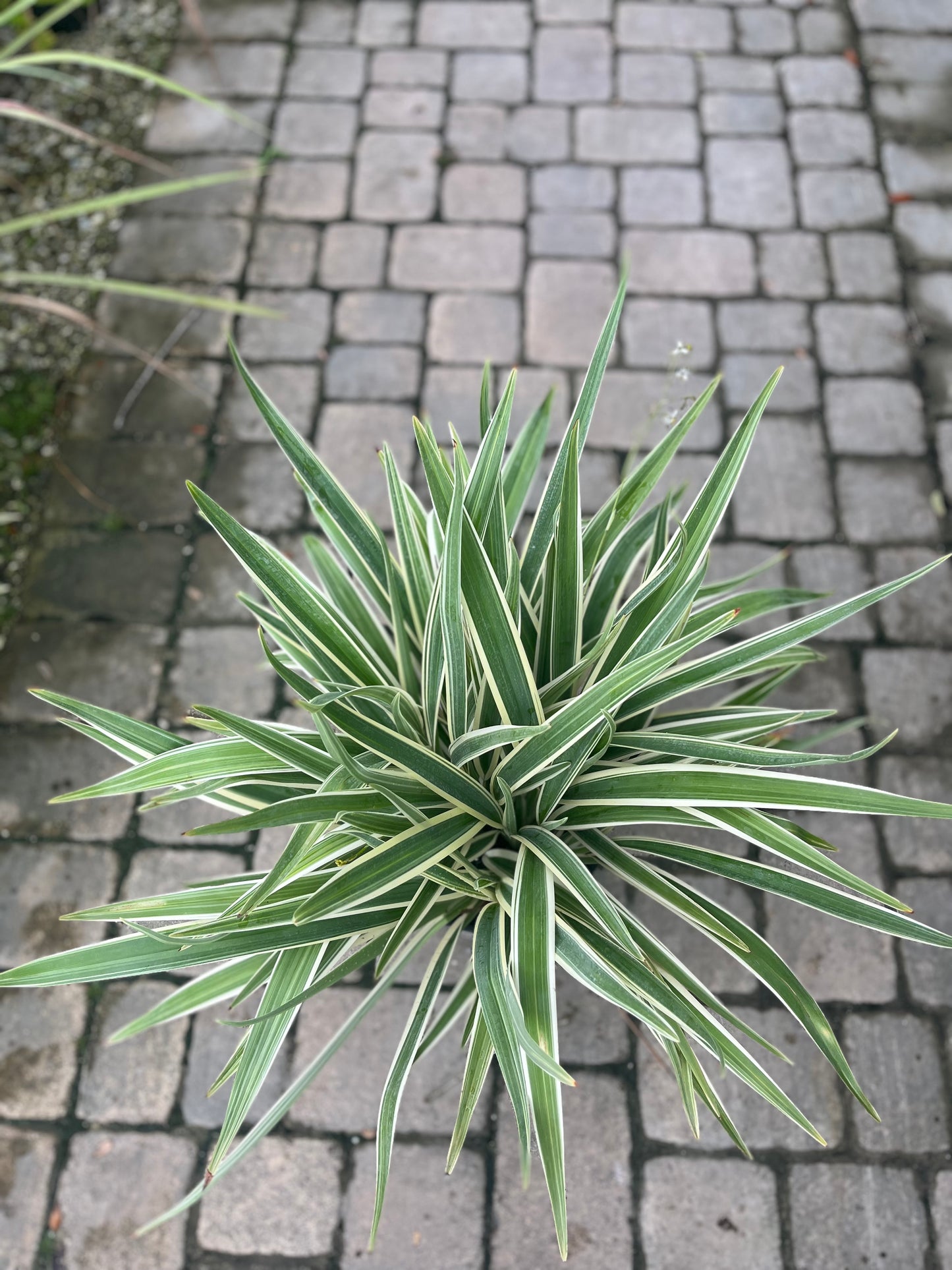Flax Lily-3gallon LABOR DAY SALE