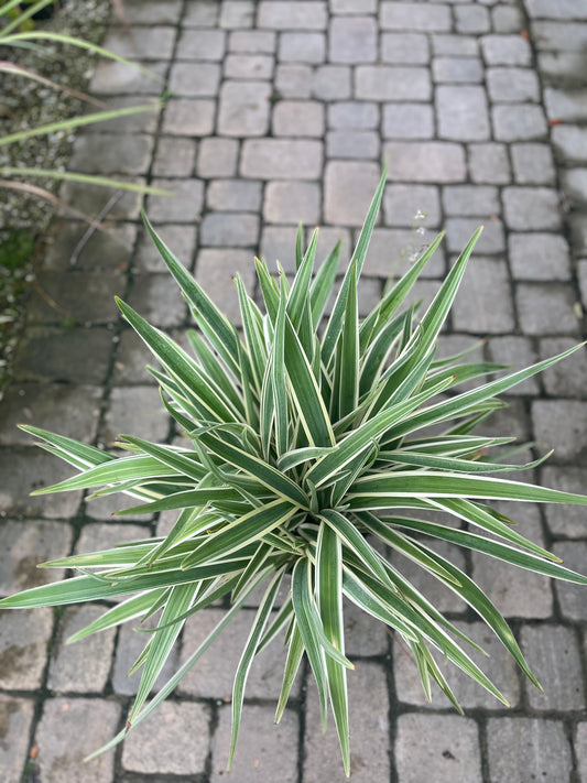 Flax Lily-3gallon CUSTOMER APPRECIATION SALE